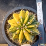 133.영운금 Melocactus bahiensis var. variegata : 선인장 - 엑스플랜트