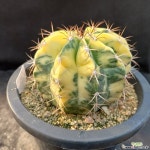 133.영운금 Melocactus bahiensis var. variegata : 선인장 - 엑스플랜트
