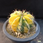 133.영운금 Melocactus bahiensis var. variegata : 선인장 - 엑스플랜트