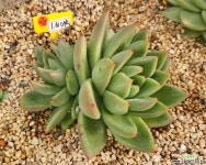 26. 카사노바 - 엑스플랜트