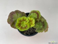 제라늄 아미띠에핑쵸 (사이즈확인하세요) : 관엽식물 - 엑스플랜트