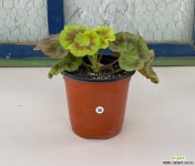 제라늄 아미띠에핑쵸 (사이즈확인하세요) : 관엽식물 - 엑스플랜트