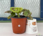 제라늄 아미띠에핑쵸 (사이즈확인하세요) : 관엽식물 - 엑스플랜트