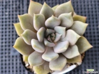 파스텔네온 1204 - 엑스플랜트