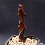 희귀 용꼬리 1 : 선인장 - 엑스플랜트