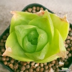 ●● 하월시아 므쪄요 분째배송 1293 산아래다육이 : 하월시아 - 엑스플랜트 ●● 하월시아 므쪄요  분째배송  1293 산아래다육이 : 하월시아... 