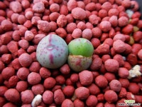 SP3017 - 엑스플랜트