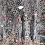 참느릅나무 묘목 : 꽃나무 묘목 - 엑스플랜트