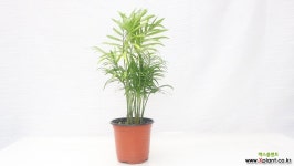 테이블야자 테이블야자키우기 공기정화식물 음지식물키우기 키우기쉬운식물 반려식물키우기 : 공기정화식물 - 엑스플랜트
