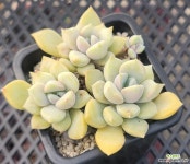 해피데이 - 엑스플랜트