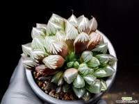 수정(대묘) 75-116 - 엑스플랜트