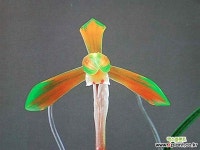 지존 - 엑스플랜트