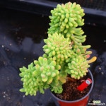 팔천대철화 541217 - 엑스플랜트