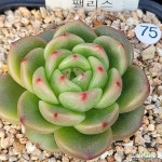 팰리스 : 다육식물 - 엑스플랜트