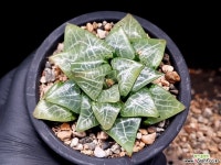 빙하 52-110 - 엑스플랜트