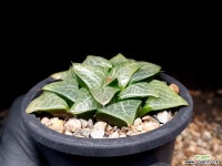 빙하 52-110 - 엑스플랜트