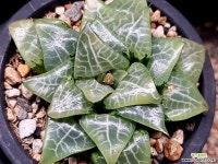 빙하 52-110 - 엑스플랜트