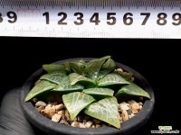 빙하 52-110 - 엑스플랜트