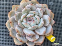 오렌지먼로 1221 - 엑스플랜트