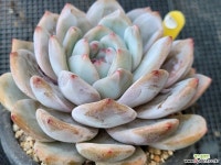 오렌지먼로 1221 - 엑스플랜트