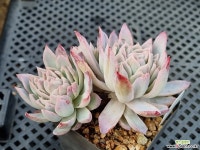 로즈퀸 1221 - 엑스플랜트