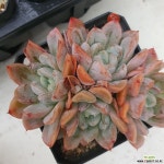 67 묵은.얼음공주엘사 - 엑스플랜트 67 묵은.얼음공주엘사  - 엑스플랜트