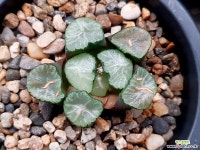 대경만상 53-110 - 엑스플랜트