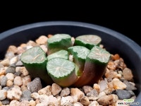 대경만상 53-110 - 엑스플랜트