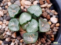 대경만상 53-110 - 엑스플랜트