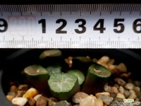 대경만상 53-110 - 엑스플랜트