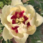 작약 숙근 겹꽃작약 추식구근 겹작약 뿌리묘 이탄레몬꿈 2-3촉 : 꽃나무 묘목 - 엑스플랜트