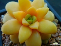 홍포도금3883 : 다육식물 - 엑스플랜트