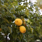 모과나무 미인모과 나무 묘목 접목1년 특묘 : 과일/열매 나무 묘목 - 엑스플랜트