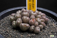 7417-C.minusculum leipoldtii CR1007 미누스쿨룸 레이폴드티... 엑스플랜트 7417-C.minusculum  leipoldtii  CR1007  미누스쿨룸... 