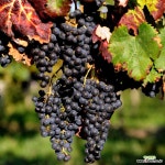 포도나무 묘목 개량머루 MBA 엠비에이 묘목 삽목1년 : 과일/열매 나무 묘목 - 엑스플랜트