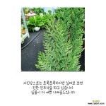 하늘꽃농원 나래골드 나무 측백나무 사철나무 : 공기정화식물 - 엑스플랜트