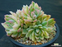 메비나금4179 - 엑스플랜트