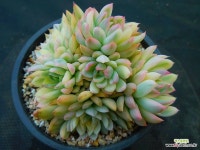 메비나금4179 - 엑스플랜트