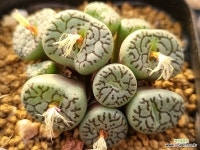 RR714 112-2607 - 엑스플랜트