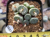 RR714 112-2607 - 엑스플랜트