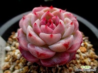 레드벨벳 12-407 : 다육식물 - 엑스플랜트