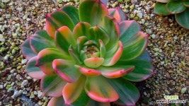 플라멩고금123192 - 엑스플랜트