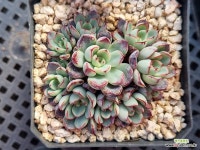 리바 0102 - 엑스플랜트 리바  0102 - 엑스플랜트