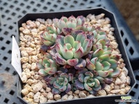 리바 0102 - 엑스플랜트 리바  0102 - 엑스플랜트