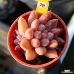 엔젤스핑거 780102 - 엑스플랜트