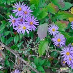 순희농장 청하쑥부쟁이 모종 가을꽃 지피 들꽃 야생화 3치 포트묘 20개 : 꽃 모종 - 엑스플랜트