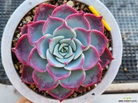 페어리퀸 4 : 다육식물 - 엑스플랜트