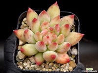 연지곤지 2-179 - 엑스플랜트