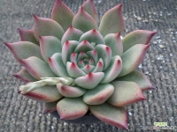 피델리오19480 - 엑스플랜트