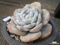 성영19508 - 엑스플랜트